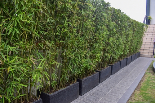 fragesia rufa or dragon head bamboo planted in the pot along the wall
