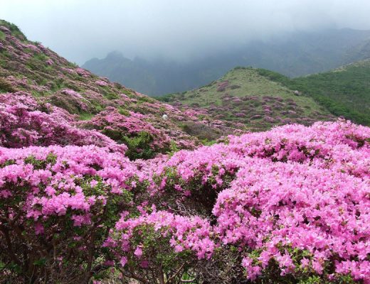 fields of azalea flowers
