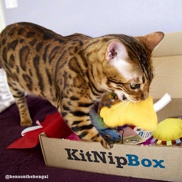 cat eating catnip out of box