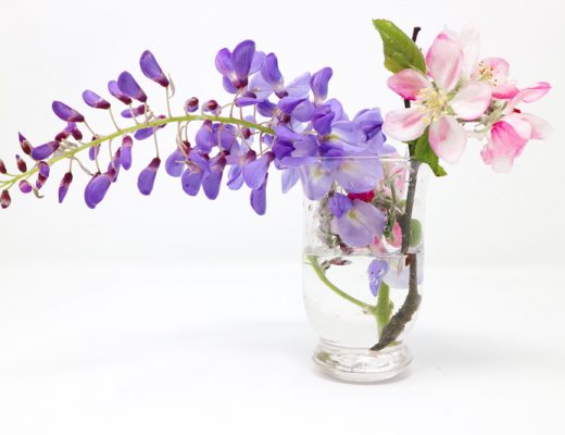 wisteria, cherry blossoms iconic japanese flowers