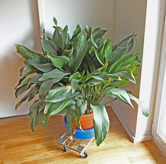 Cast iron plant in a pot in sunny room