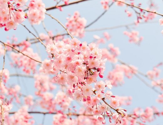 cherry blossoms