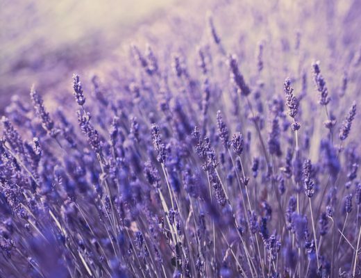 lavender plants to repel mosquitoes