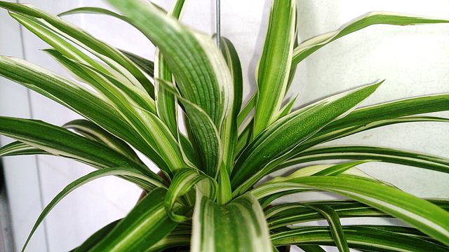 Close-up of spider plant