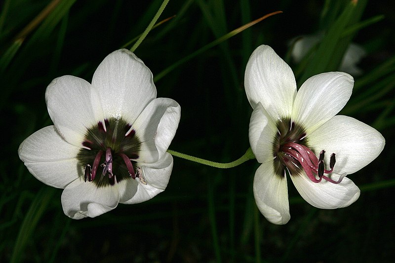 Tulbagh Satin Flower growing in the dark