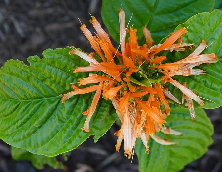 Orange Mexican honeysuckle flower blooming outside