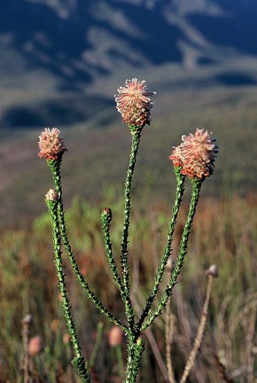 Woolly sceptor plant growing outdoors