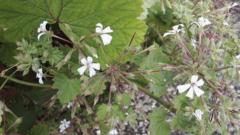 Pelargonium album flowers growing outside