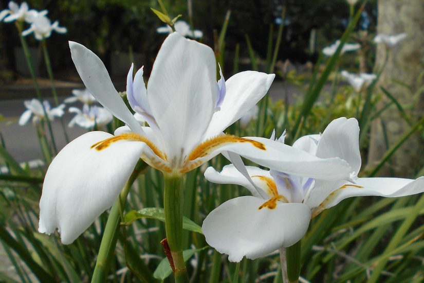 White African iris growing outdoors