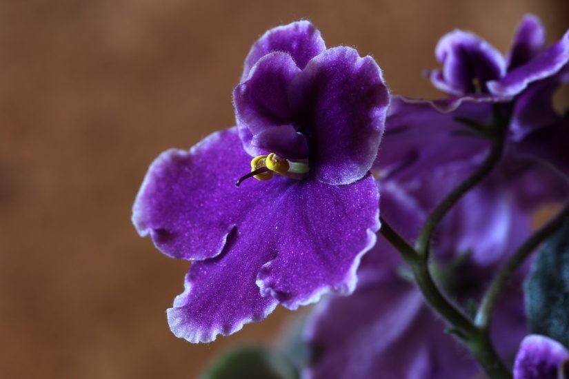 Close-up of African violet bloom