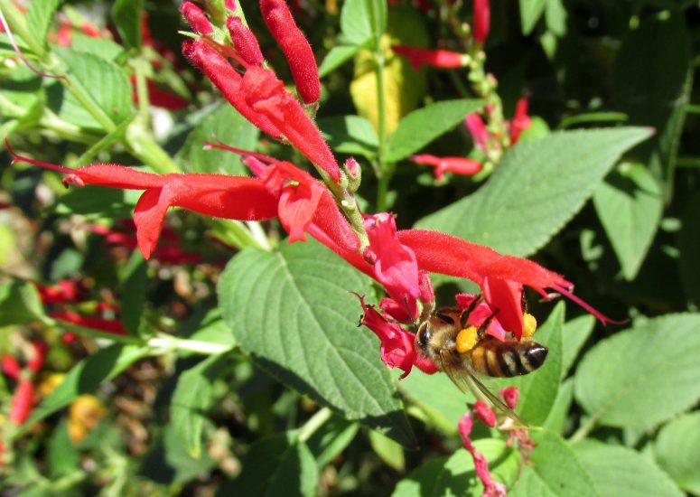 Pink pineapple sage flower with bee on it