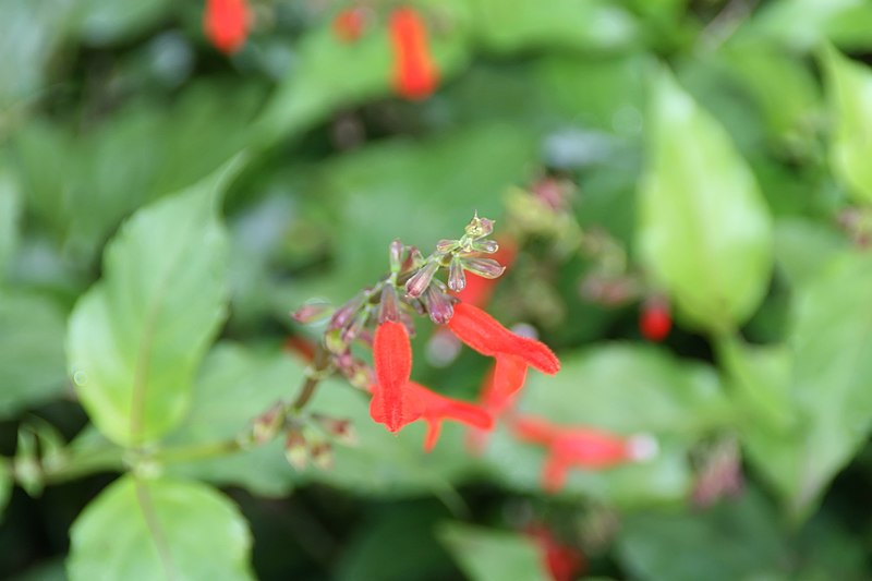 Belize sage flowers blooming outside