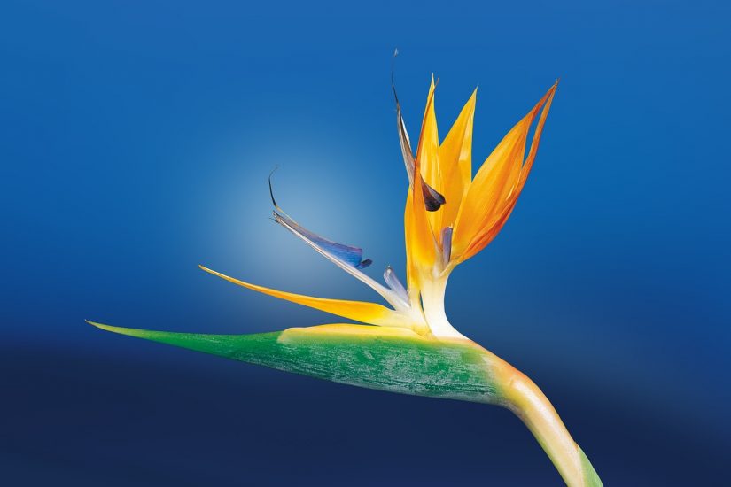 Bird of paradise flower