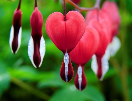 red bleeding heart flower