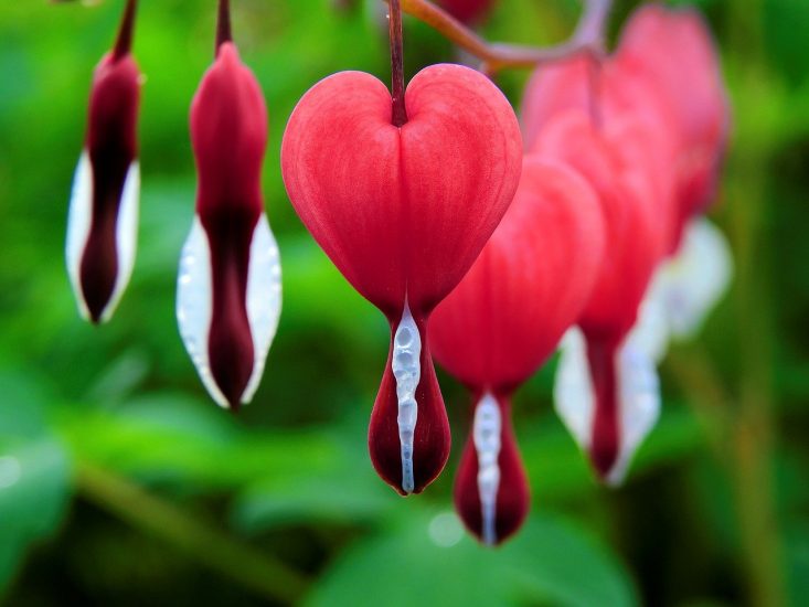 red bleeding heart flower