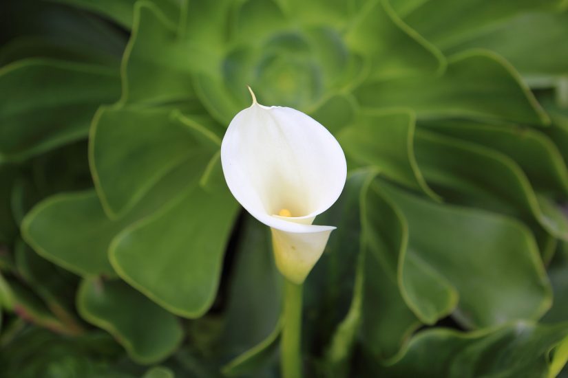 White calla lily growing outside among greenery