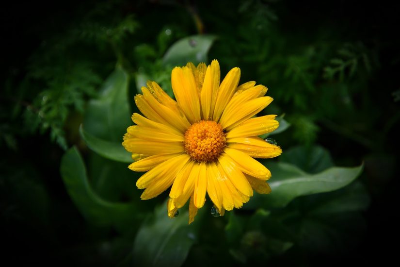 Bright yellow cape marigold flower growing outside