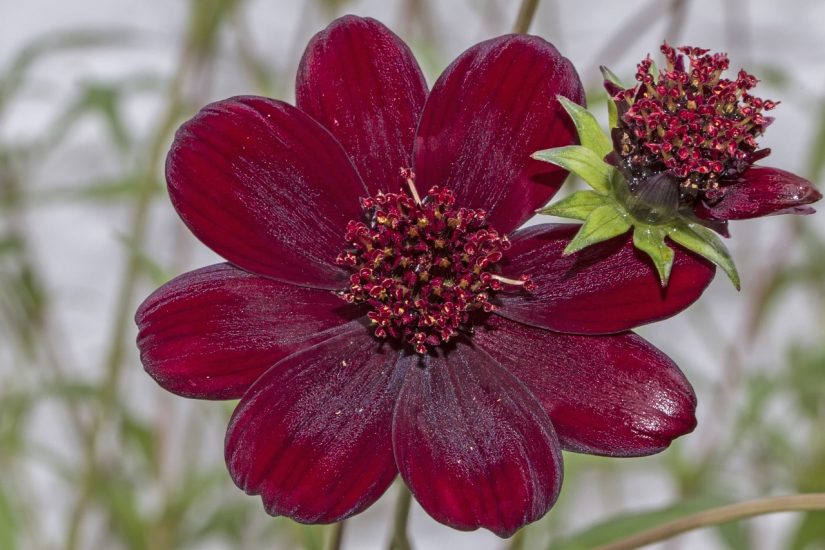 Chocolate cosmo flower blooming outside