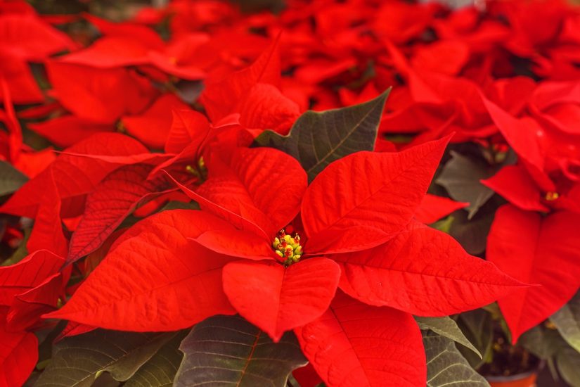 Row of poinsettia growing outside