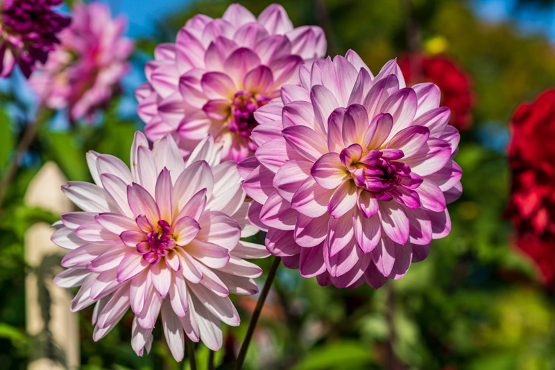 white with purple highlight dahlias