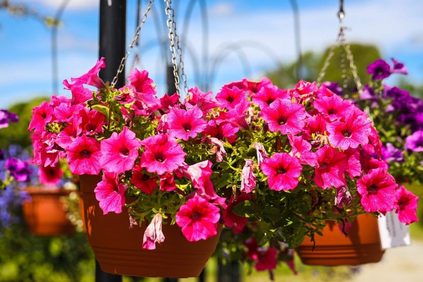 bright pink flowers spilling out of hanging pots