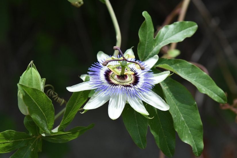 Mexican passion flower growing outside