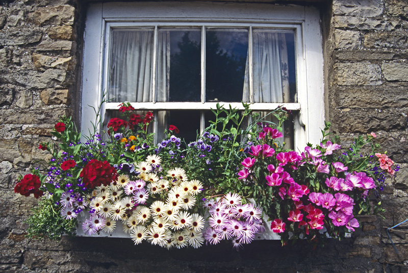 Colorful flowers in a window box outside a white window in a grey stone building