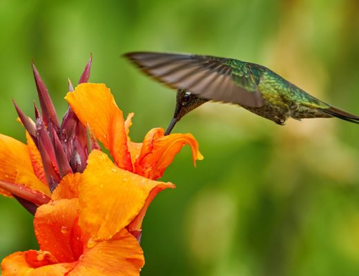 green hummingbird sips nectar from an orange flower