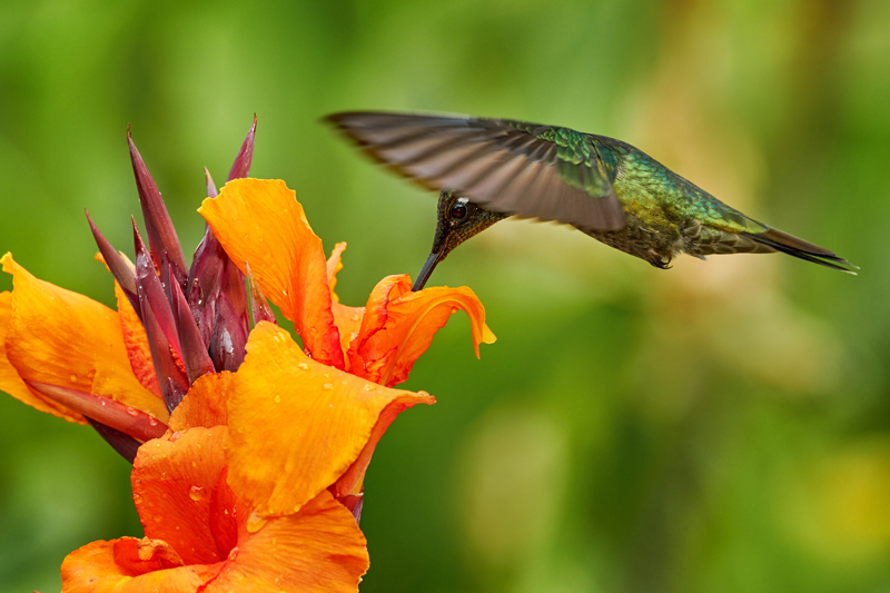 green hummingbird sips nectar from an orange flower