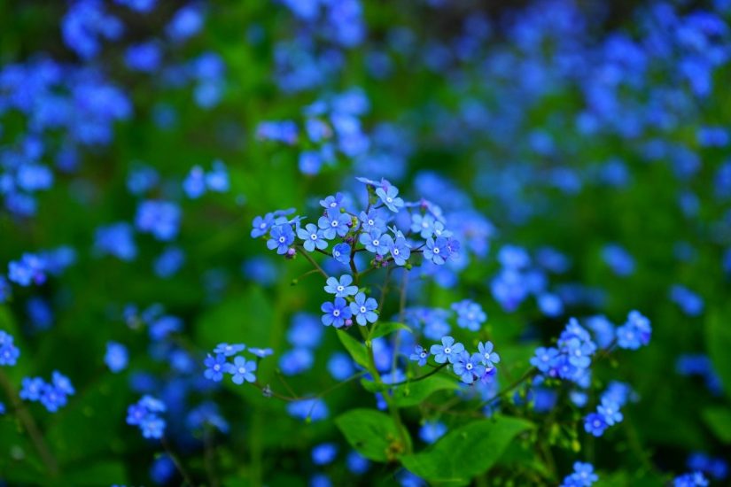 delicate blue forget-me-nots