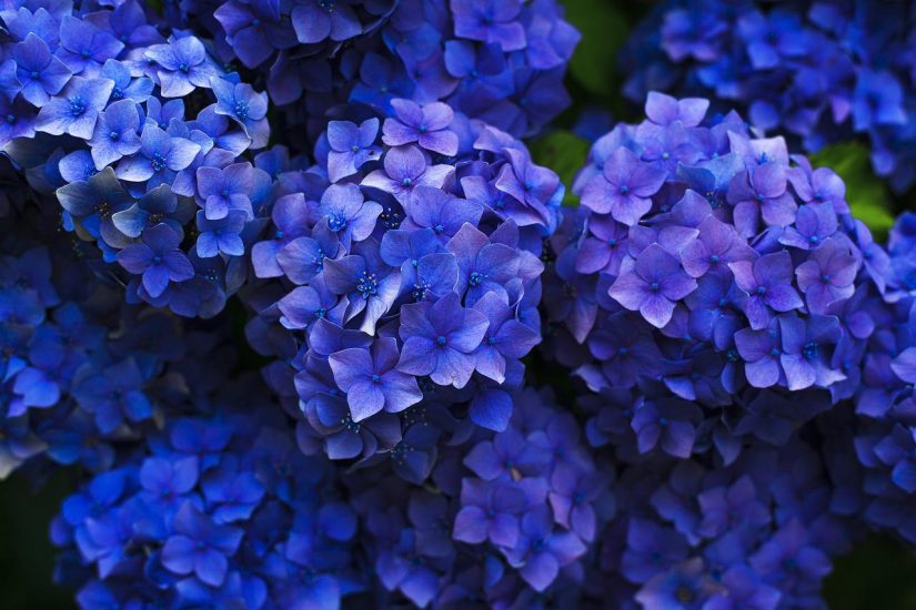 dark purple hydrangeas