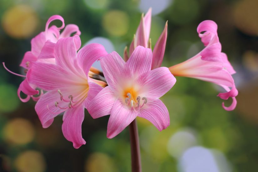 Belladonna lily growing outside with multiple flowers