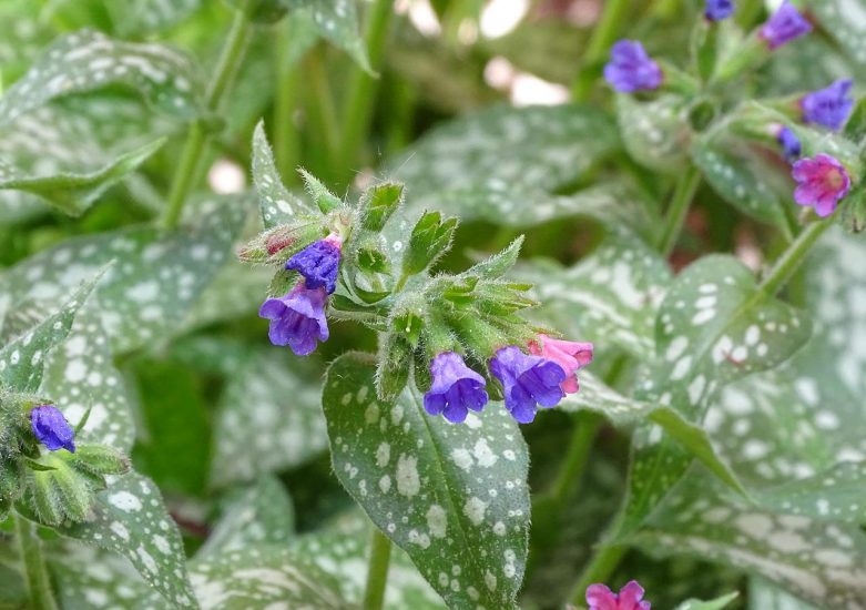 purple lungwort with green mottled leaves
