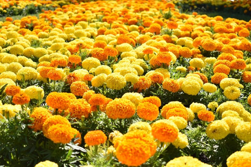 Field of yellow and orange Mexican marigold flowers