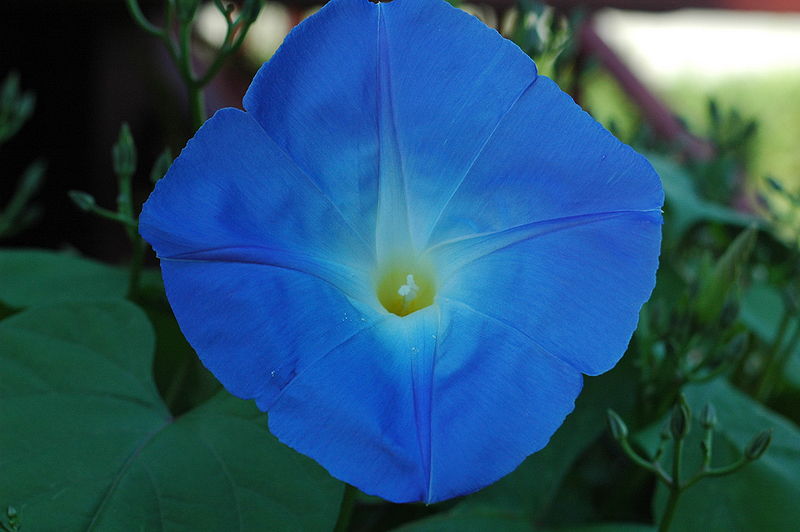 Close-up of blue Mexican morning glory flower