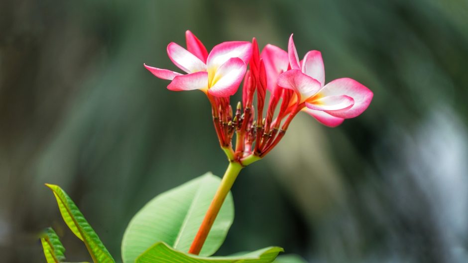 Mexican frangipani flower blooming outside