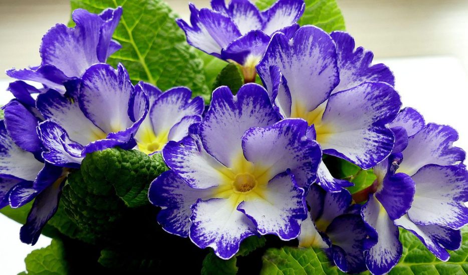 white and purple primrose blossoms