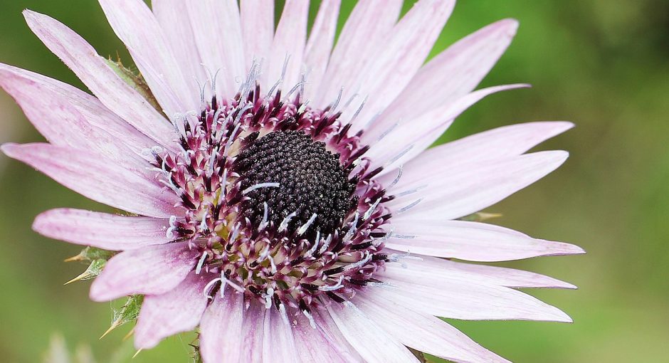 Purple berkheya flower close-up