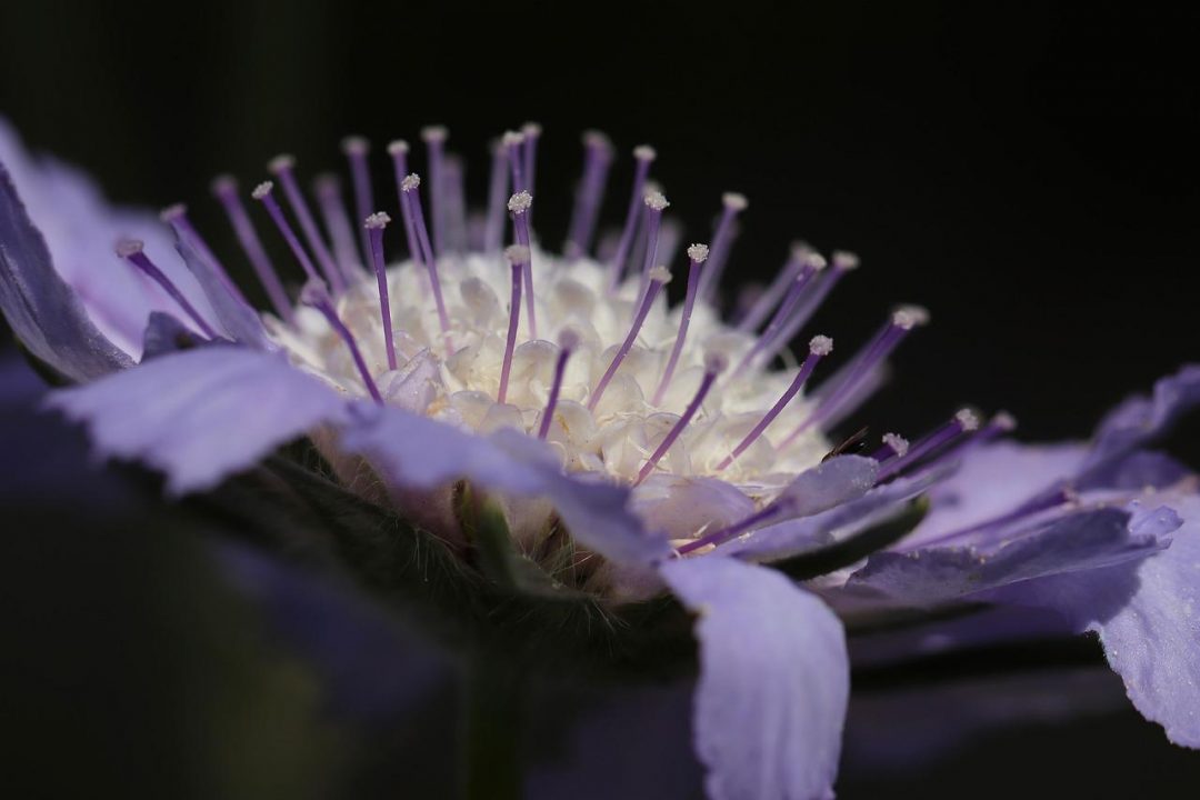 purple scabiosa bloom