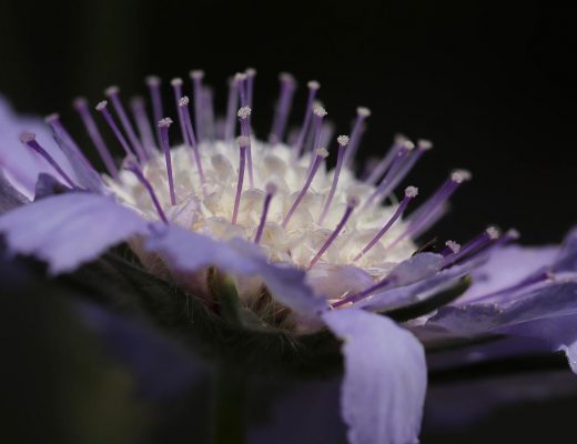 purple scabiosa bloom