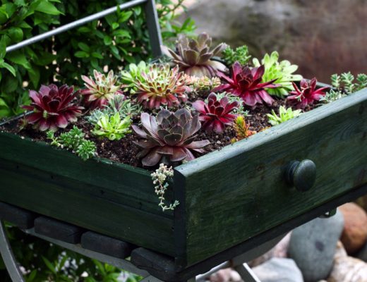 wood drawer garden with succulents