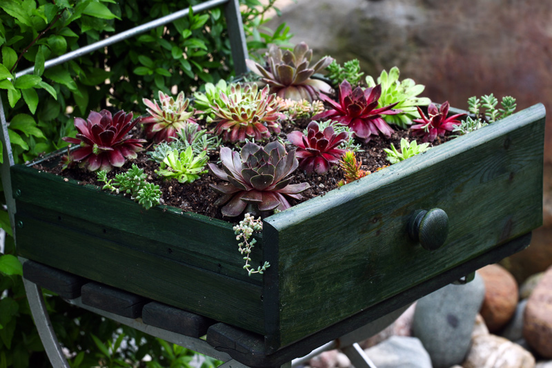 wood drawer garden with succulents