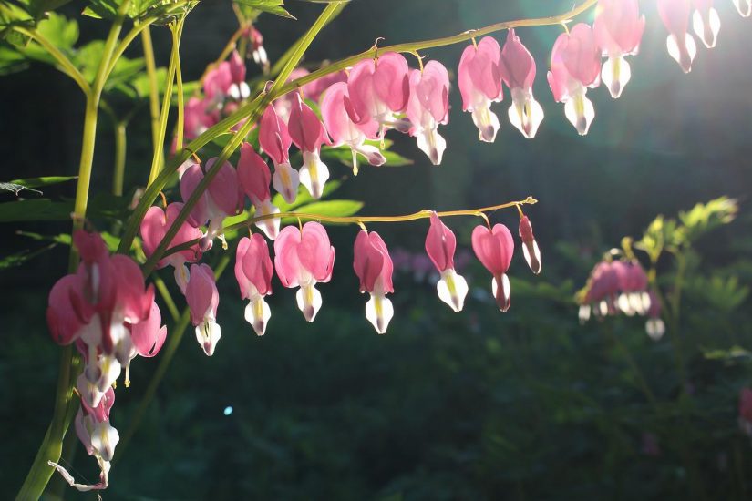 pink and white bleeding heart flowers glowing in the sunlight