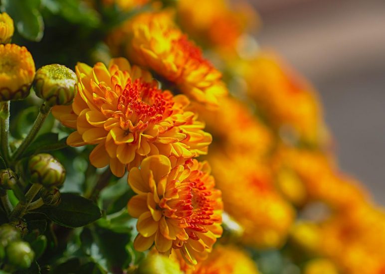 close-up of yellow chrysanthemums