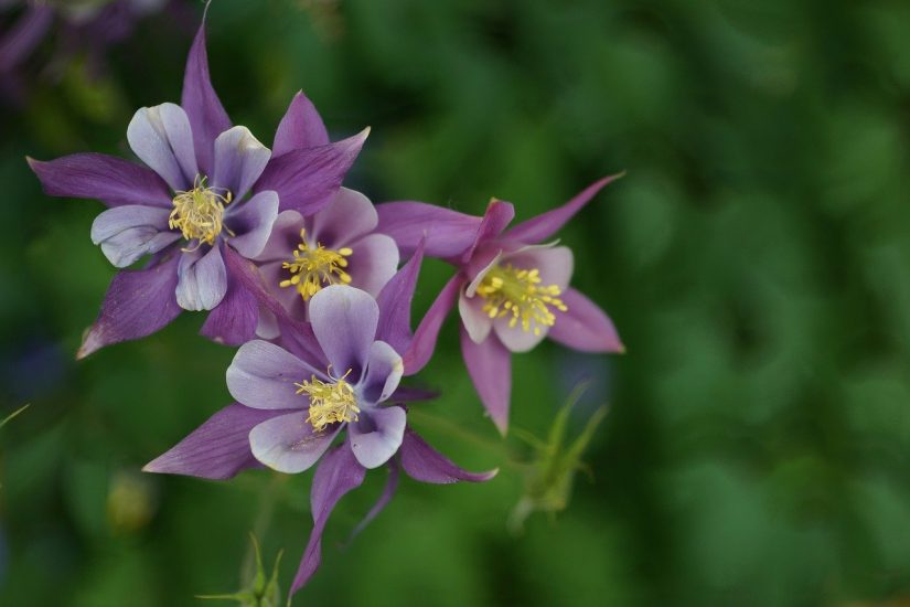 a cluster of white and blue columbine flowers