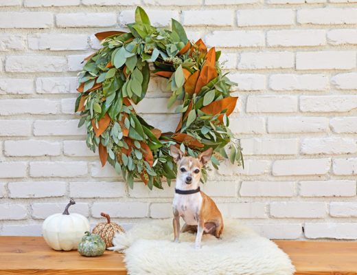 white and tan chihuahua sitting in front of a leafy green and brown wreath