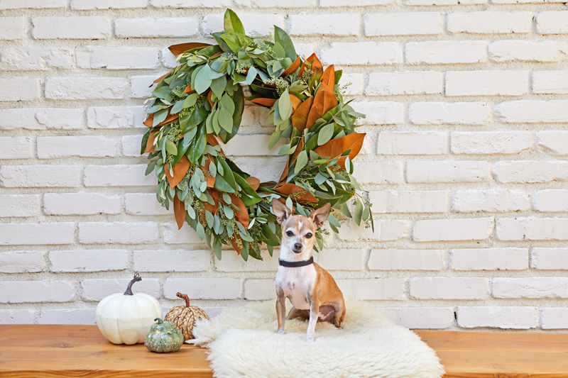 white and tan chihuahua sitting in front of a leafy green and brown wreath