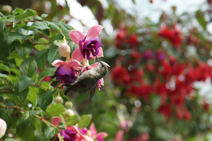 greyish hummingbird feeding from a pink and purple fuchsia flower