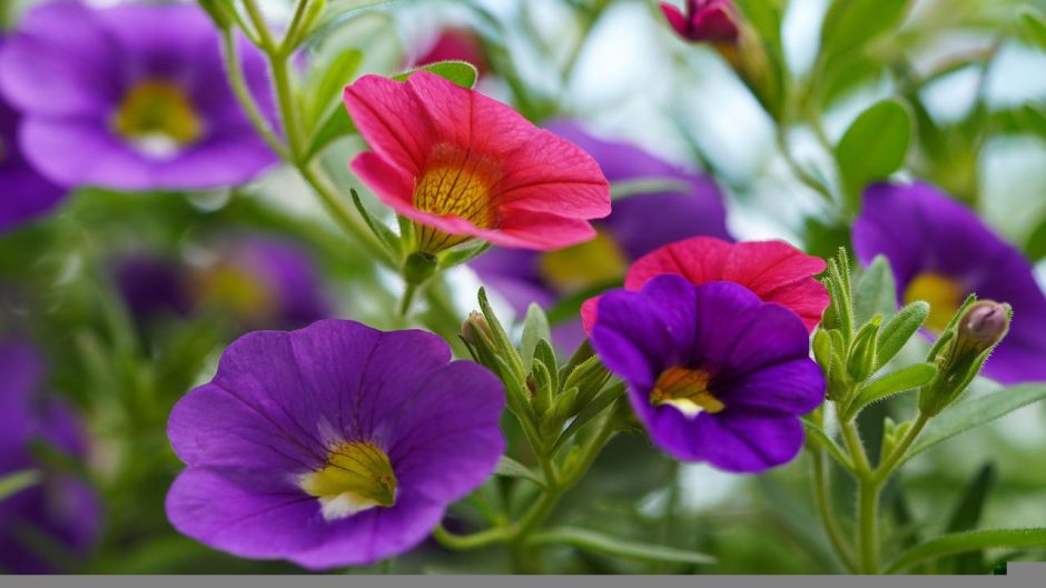 pink and purple petunia blooms