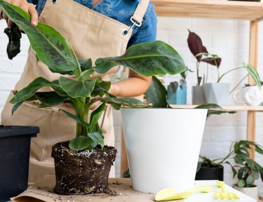 plant in soil outside a pot being prepared to be replanted
